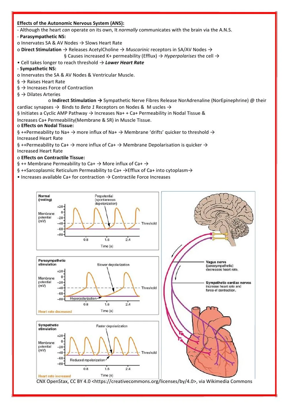ECG Physiology