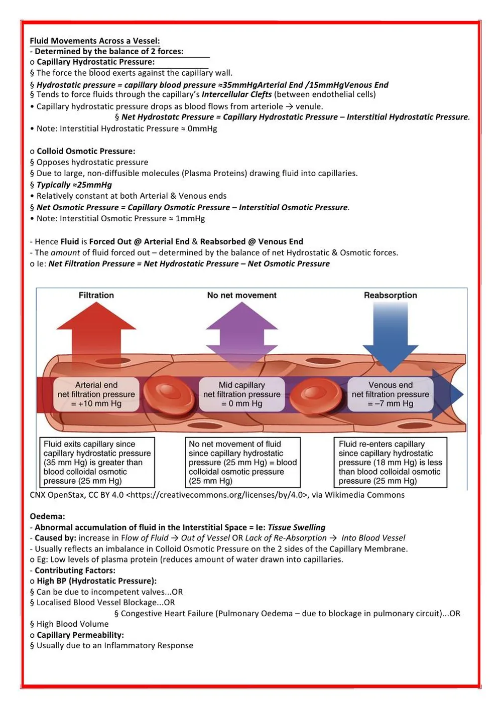 Coronary Circulation